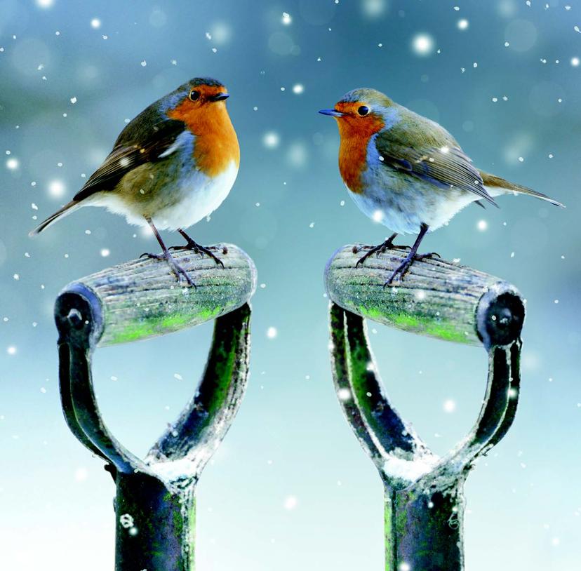 Robins on Garden Fork